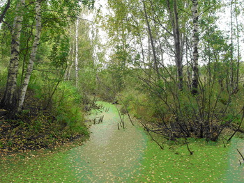 Канал, запруженный бобрами.