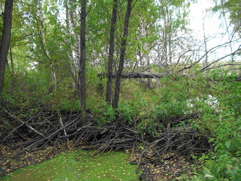 Бобровая плотина.