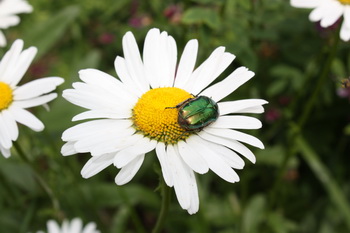 Бронзовка золотистая