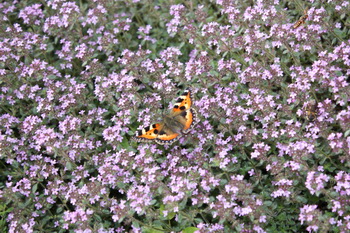 Крапивница