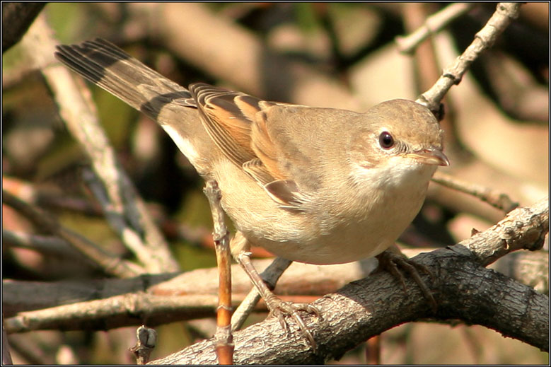 Славка серая