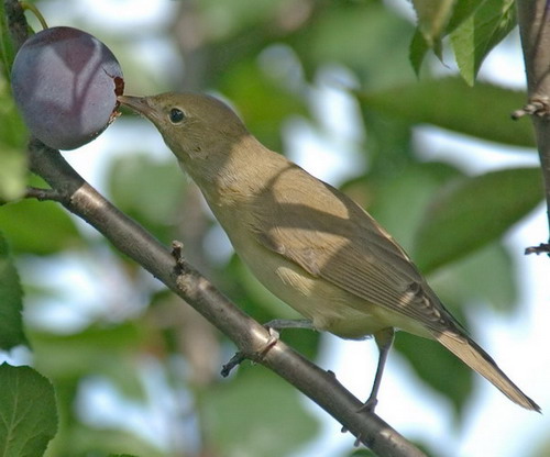 Славка садовая