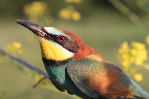 Золотистая щурка