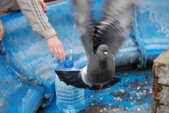 Константин Боровлёв (Курск) «Толга»