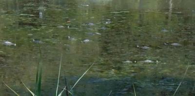 На Черезовских прудах в Дашково-Песочне вылупились черепахи