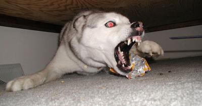 В деревнях Михайловского и Спасского районов ввели карантин по бешенству