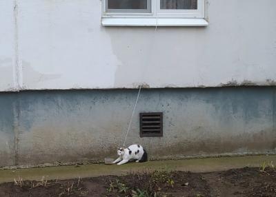 Рязанцы сообщили о мучениях привязанной к окну кошки