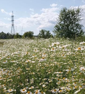 В Рязанской области воздух прогреется до 33 градусов