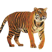 В магазине «Связной» в галерее моды «Аркада» покупателей ждут тигры