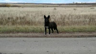 Близ Захарово пёс несколько месяцев ждёт своих хозяев
