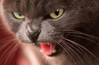 Бешенство животных выявлено в Касимове и селе Дубровка Шиловского района