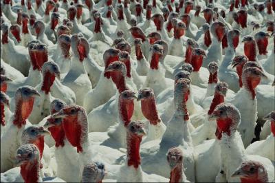 Петербургская компания построит на Рязанщине комплекс для выращивания индейки