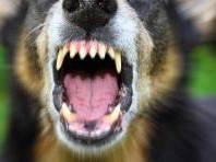 В Сапожковском районе собака покусала 6-летнюю девочку