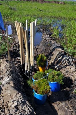 Рязанские пожарные посадили новый лес взамен сгоревшего
