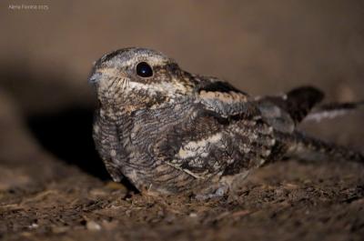 Рязанских водителей предупредили об активности козодоев