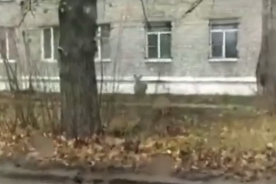 Рязанцы вновь увидели в городе косулю