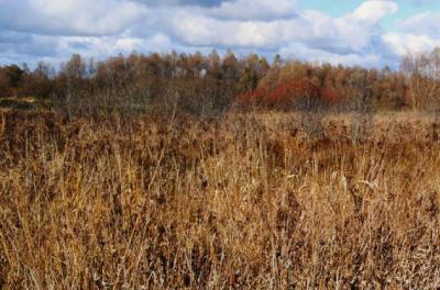 Собственницу земли в Рыбновском районе оштрафовали за сор на участке
