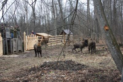 Вторую партию рязанских зубров отправили в Мордовию