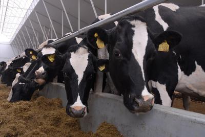 В рязанском АПК востребованы инженеры и ветеринары