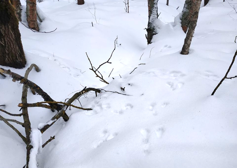 Зайцы в рязанских лесах почуяли весну
