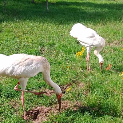 В Окском заповеднике вылупился первый в этом году стершонок