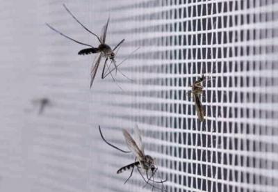 Рязанские учёные опровергли нашествие комаров на регион летом