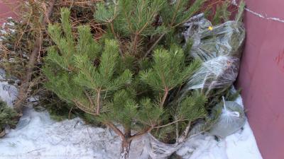 В Рязани заработал пункт приёма новогодних ёлок