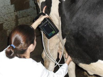 Михайловские животноводы активно используют УЗИ-диагностику