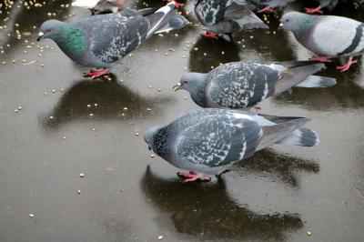 Рязанцы пожаловались Елене Сорокиной на голубей