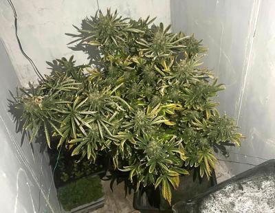 Житель Ряжска культивировал коноплю на дому