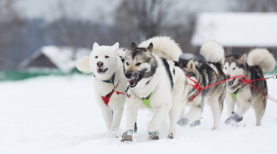 Близ Рязани состоятся гонки на собачьих упряжках
