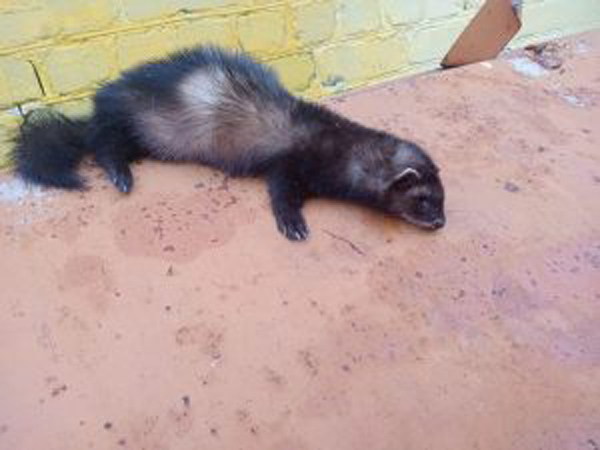 Хорька-убийцу в рязанском селе сгубила крысиная отрава