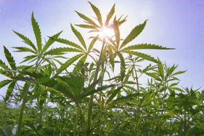 Сасовский район утратил 100 квадратных метров дикой конопли