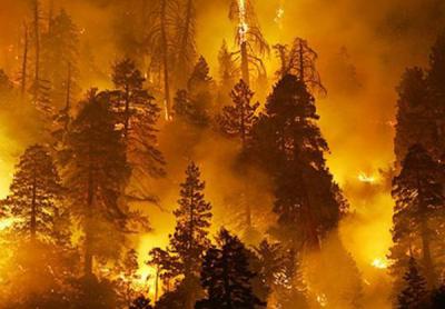 5-й класс пожарной опасности установлен в трёх районах Рязанской области