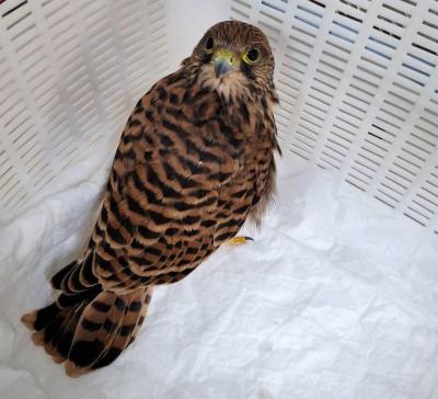 Специалисты Рязанской горветстанции спасли сокола-пустельгу