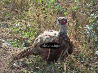 Жители Солотчи рассказали о встрече с фазаном