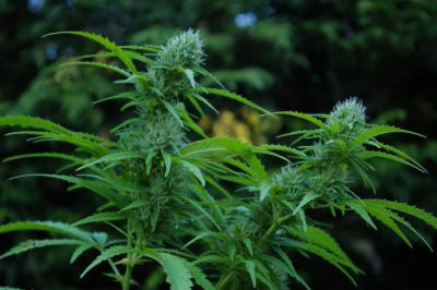 Рязанские стражи порядка уничтожили 15 соток дикой конопли