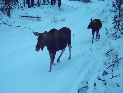 В Окском заповеднике засняли зверей в снегу