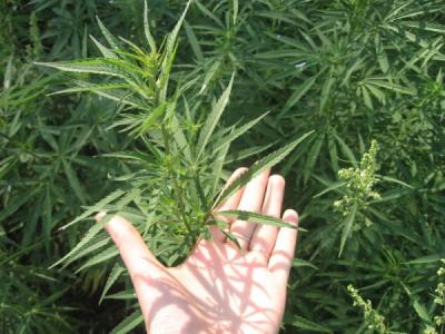 На окраине Рязани вырубили два квадрата дикорастущей конопли