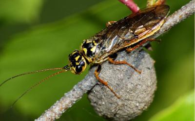 Пилильщик не окажет заметного влияния на состояние сосняков Рязанской области