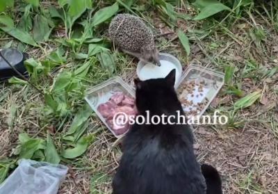 В Солотче запечатлели ежей, обедающих с котом