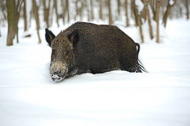Из-за угрозы АЧС на Рязанщине произведут отстрел кабанов