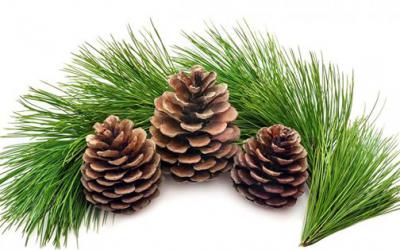 В Рязанском регионе начались Рождественские образовательные чтения