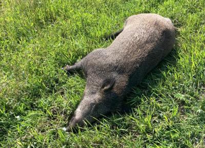 На обочине трассы под Скопином нашли мёртвого кабана