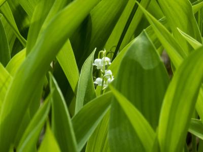 Окский заповедник рассказал о режиме работы в условиях особого противопожарного режима