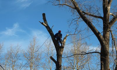 Из-за опиловки деревьев четыре улицы Рязани останутся без света