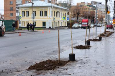 На улице Введенской в Рязани высадили 32 липы