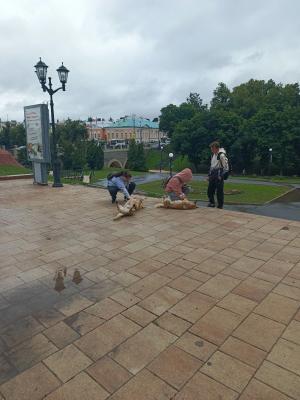 Для обитающих у Рязоблдумы собак ищут хозяев