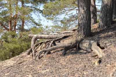 Фефёлов бор Рязани угодил в ТОП-7 мистических мест России