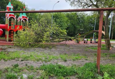 Дерево рухнуло на детскую площадку в Гвардейском сквере Рязани